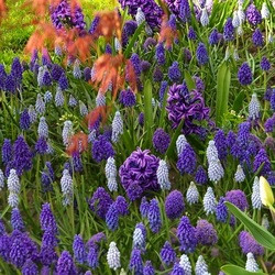 Traditional blue garden, Blue spring flowers, grape hyacinths, Muscari, Scilla siberica, Anemone blanda, Iris reticulata, alliums, Grecian Windflowers